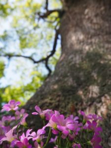 境内ご神木の下に咲くカタバミ